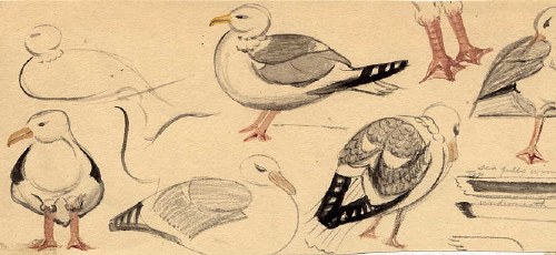 sketches of seagulls